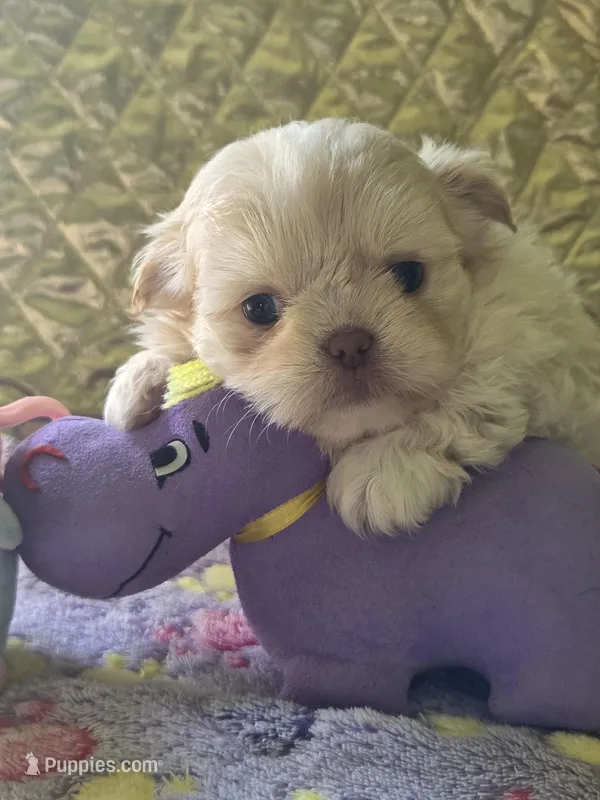 Sam – Peekapoo puppy for sale in Cheney, KS