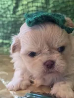 Sam, a  Peekapoo for sale in Cheney, KS – Photo 2 of 3