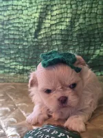 Sam, a  Peekapoo for sale in Cheney, KS – Photo 3 of 3