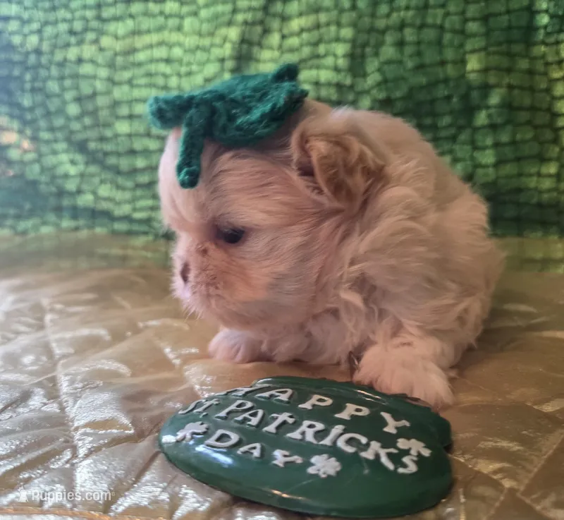 Sam, a  Peekapoo for sale in Cheney, KS – Photo 1 of 3