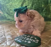 Sam, a  Peekapoo for sale in Cheney, KS – Photo 1 of 3