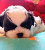 Maxie, a male Peekapoo for sale in Cheney, KS – Photo 2 of 2