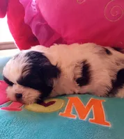 Maxie, a male Peekapoo for sale in Cheney, KS – Photo 1 of 2