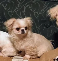 MECO , a male Pekingese and Mi-ki for sale in Cheney, KS – Photo 3 of 8