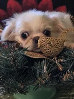 MECO , a male Pekingese and Mi-ki for sale in Cheney, KS – Photo 2 of 8