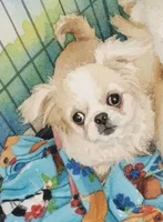 MECO , a male Pekingese and Mi-ki for sale in Cheney, KS – Photo 6 of 8