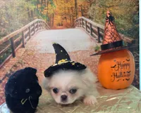 MECO , a male Pekingese and Mi-ki for sale in Cheney, KS – Photo 7 of 8