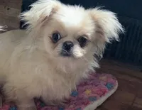 MECO , a male Pekingese and Mi-ki for sale in Cheney, KS – Photo 1 of 8