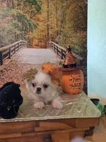 MECO , a male Pekingese and Mi-ki for sale in Cheney, KS – Photo 5 of 8