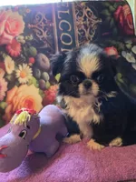 Keke, a female Mi-ki for sale in Cheney, KS – Photo 2 of 9