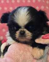 Keke, a female Mi-ki for sale in Cheney, KS – Photo 4 of 6