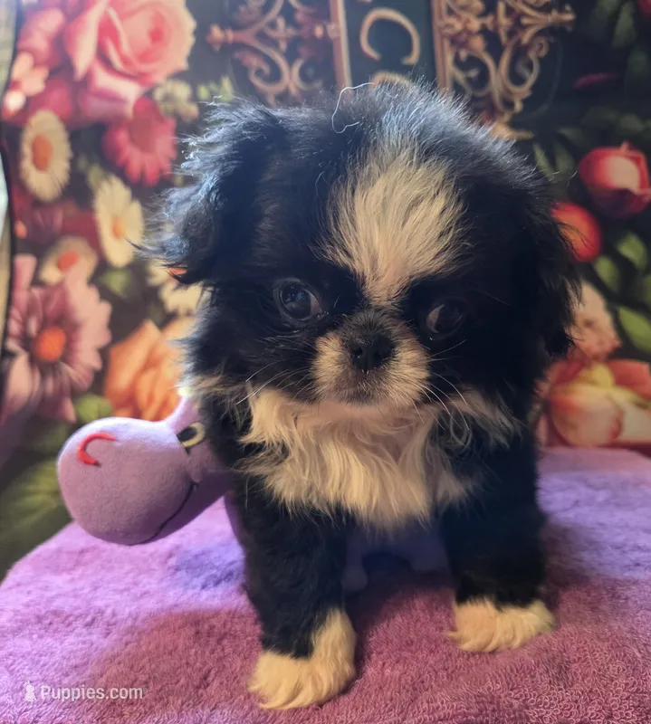 Keke – Mi-ki puppy for sale in Cheney, KS