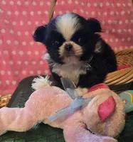 Keke, a female Mi-ki for sale in Cheney, KS – Photo 3 of 6