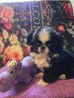 Keke, a female Mi-ki for sale in Cheney, KS – Photo 3 of 9