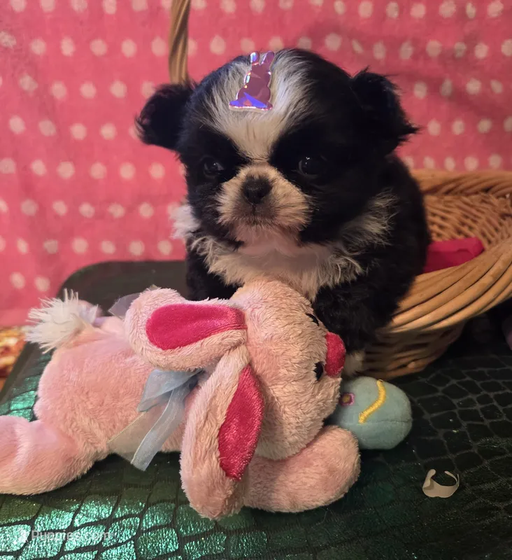 Keke – Mi-ki puppy for sale in Cheney, KS