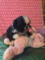 Keke, a female Mi-ki for sale in Cheney, KS – Photo 2 of 6