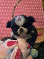 Keke, a female Mi-ki for sale in Cheney, KS – Photo 5 of 6