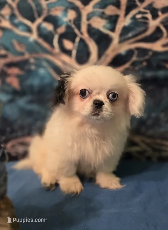 Zellie Bell – Mi-ki puppy for sale in Cheney, KS