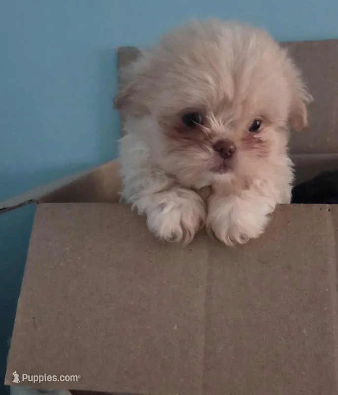 Bojangles  – Peekapoo puppy for sale in Cheney, KS