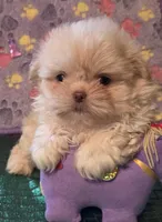 Bojangles , a male Peekapoo for sale in Cheney, KS – Photo 2 of 2