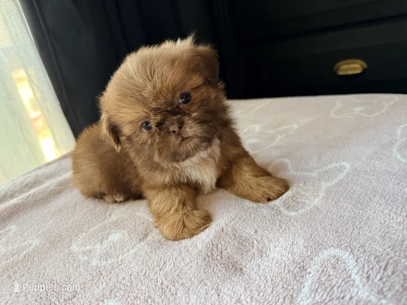Coco – Shih Tzu puppy for sale in Soledad, CA