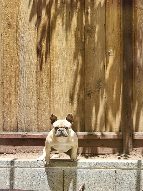 Tootsie – French Bulldog puppy for sale in Soledad, CA