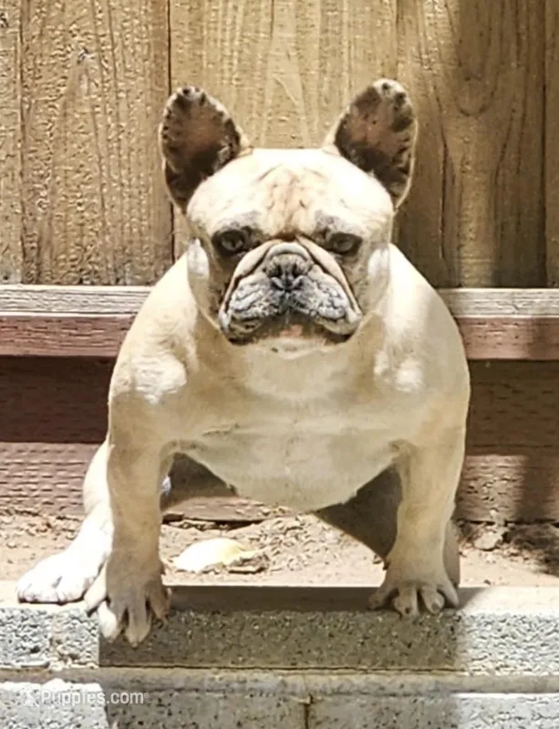 Tootsie – French Bulldog puppy for sale in Soledad, CA