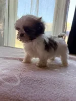 Snickers, a male Shih Tzu for sale in Soledad, CA – 5 of 6