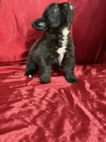 Fluffy Choco, a female French Bulldog for sale in Soledad, CA – Photo 1 of 5