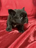 Fluffy Choco, a female French Bulldog for sale in Soledad, CA – Photo 3 of 5