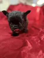 Fluffy Choco, a female French Bulldog for sale in Soledad, CA – Photo 5 of 5