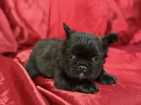 Fluffy Choco, a female French Bulldog for sale in Soledad, CA – Photo 4 of 5