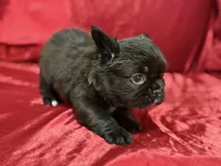 Fluffy Choco, a female French Bulldog for sale in Soledad, CA – Photo 2 of 5