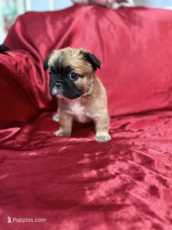 Fluffy Maui – French Bulldog puppy for sale in Soledad, CA