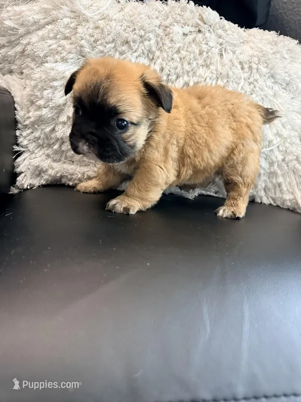 Fluffy Maui – French Bulldog puppy for sale in Soledad, CA