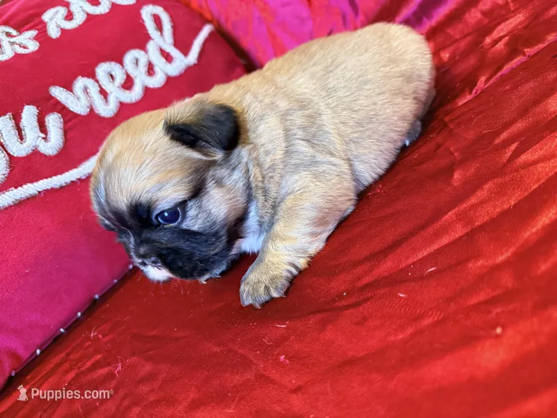 Fluffy Maui – French Bulldog puppy for sale in Soledad, CA