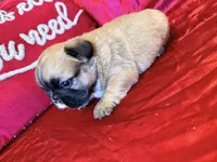 Fluffy Maui, a male French Bulldog for sale in Soledad, CA – Photo 1 of 2