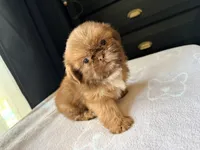 Coco, a male Shih Tzu for sale in Soledad, CA – 5 of 6
