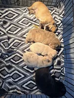 Fluffy Frenchies, a female French Bulldog for sale in Soledad, CA – Photo 2 of 2