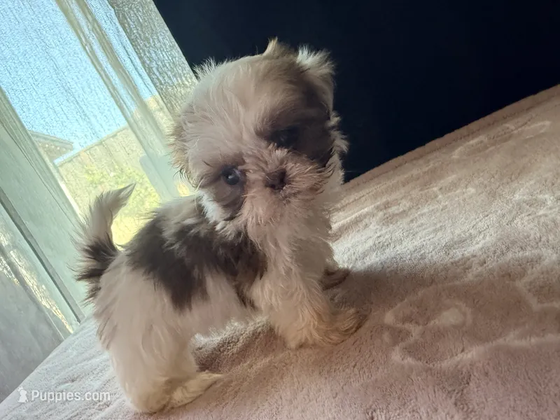 Snickers – Shih Tzu puppy for sale in Soledad, CA