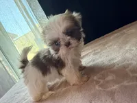 Snickers, a male Shih Tzu for sale in Soledad, CA – 1 of 6