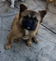 Fluffy Donny, a male French Bulldog for sale in Soledad, CA – 2 of 4