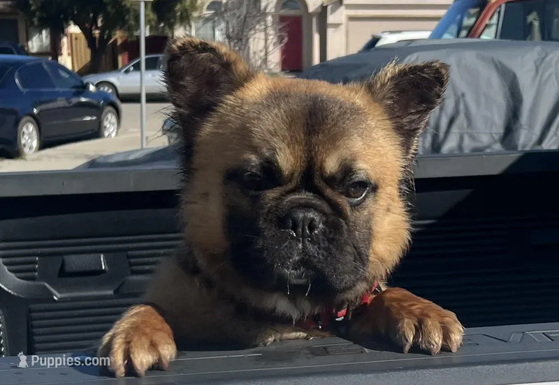 Fluffy Donny – French Bulldog puppy for sale in Soledad, CA