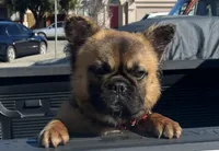 Fluffy Donny, a male French Bulldog for sale in Soledad, CA – 1 of 4