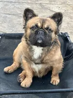 Fluffy Donny, a male French Bulldog for sale in Soledad, CA – 4 of 4