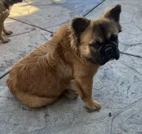 Fluffy Donny, a male French Bulldog for sale in Soledad, CA – 3 of 4
