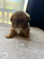 Coco, a male Shih Tzu for sale in Soledad, CA – 4 of 6