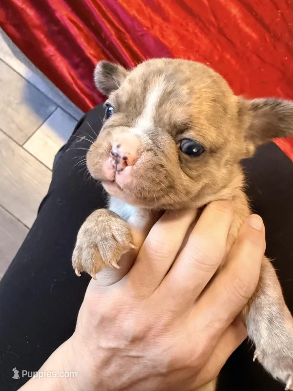 Snickers – French Bulldog puppy for sale in Soledad, CA