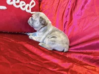 Snickers, a male French Bulldog for sale in Soledad, CA – Photo 2 of 4