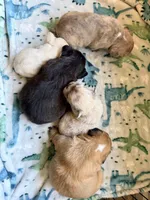 Snickers, a male French Bulldog for sale in Soledad, CA – Photo 4 of 4